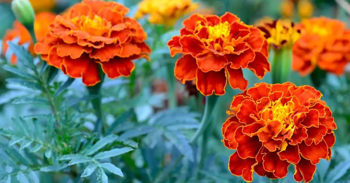 Do Marigolds Really Keep Bugs Away