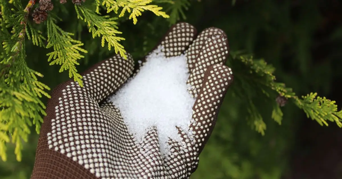 Epsom Salts for Plants