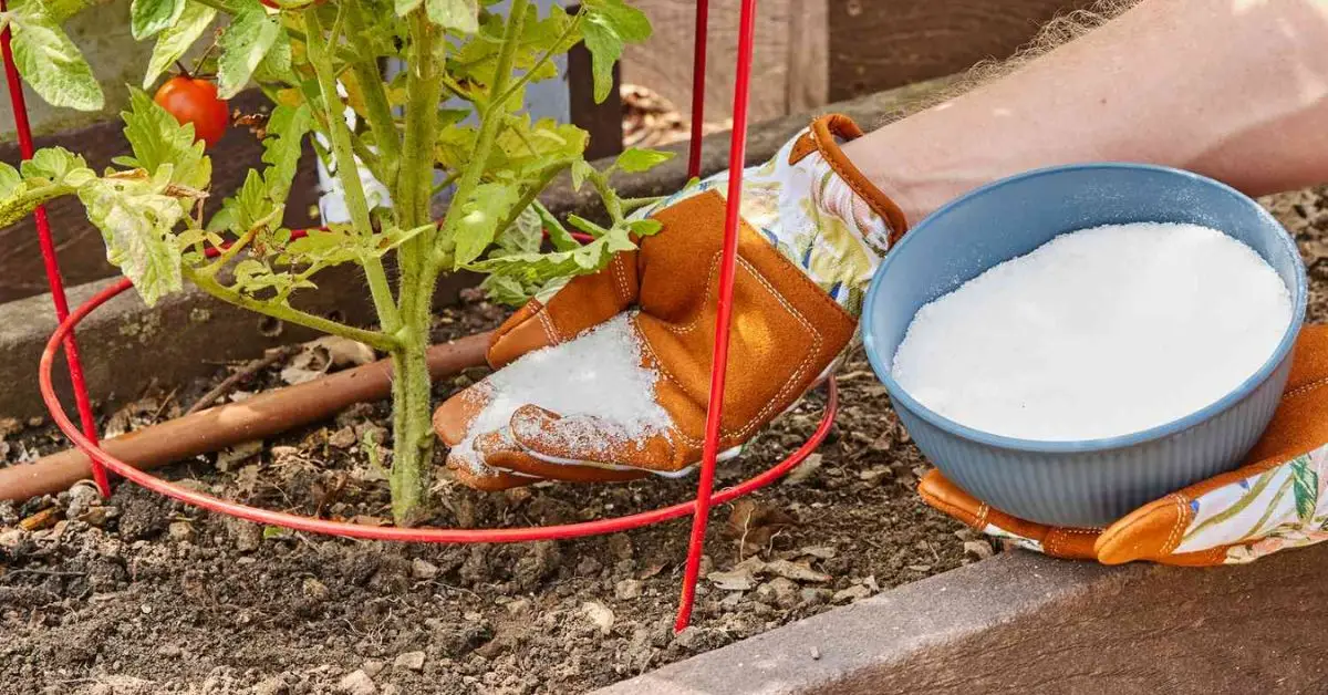 Epsom Salts for Plants