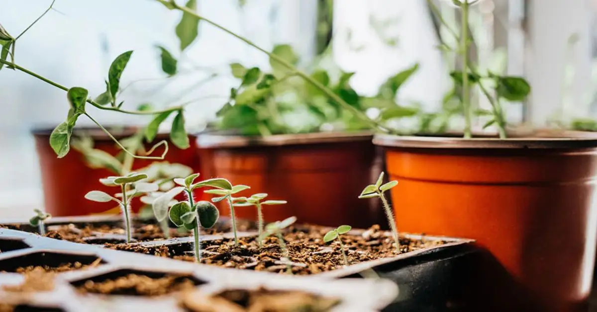 Fall Vegetable Planting Guide