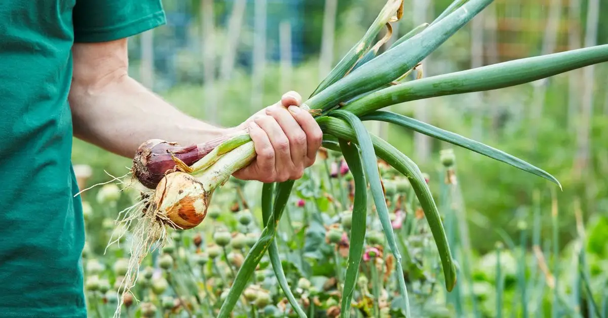 Fall Vegetable Planting Guide