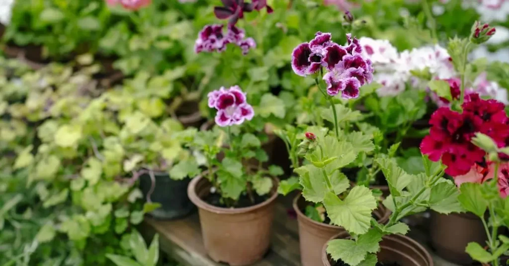 Flowers That Won’t Survive in Pots