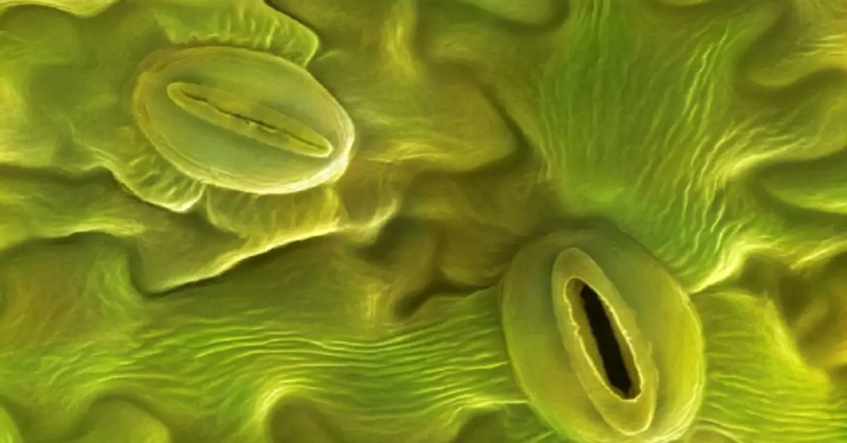 How Do Plants Breathe