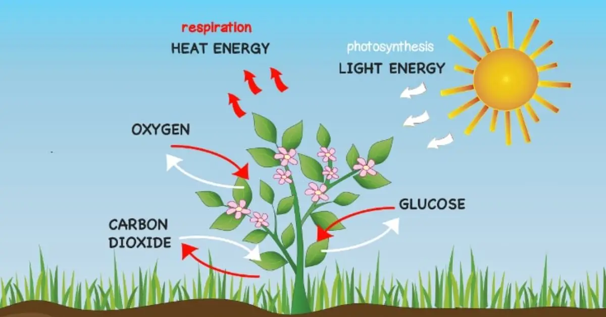 How Do Plants Breathe