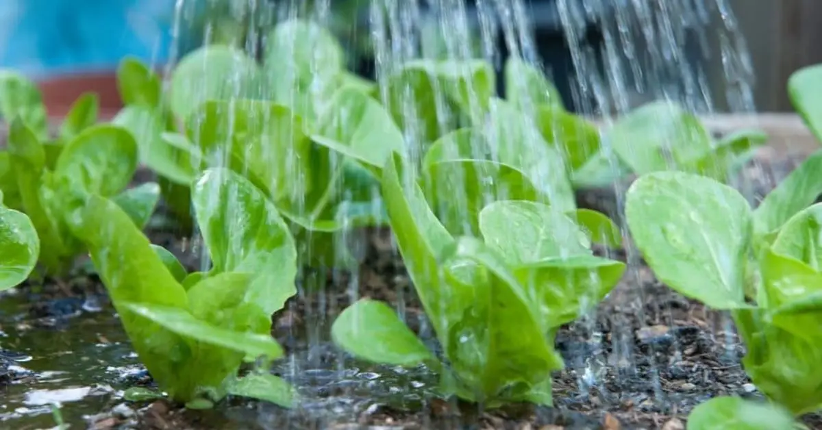 How Plants Really Drink Water