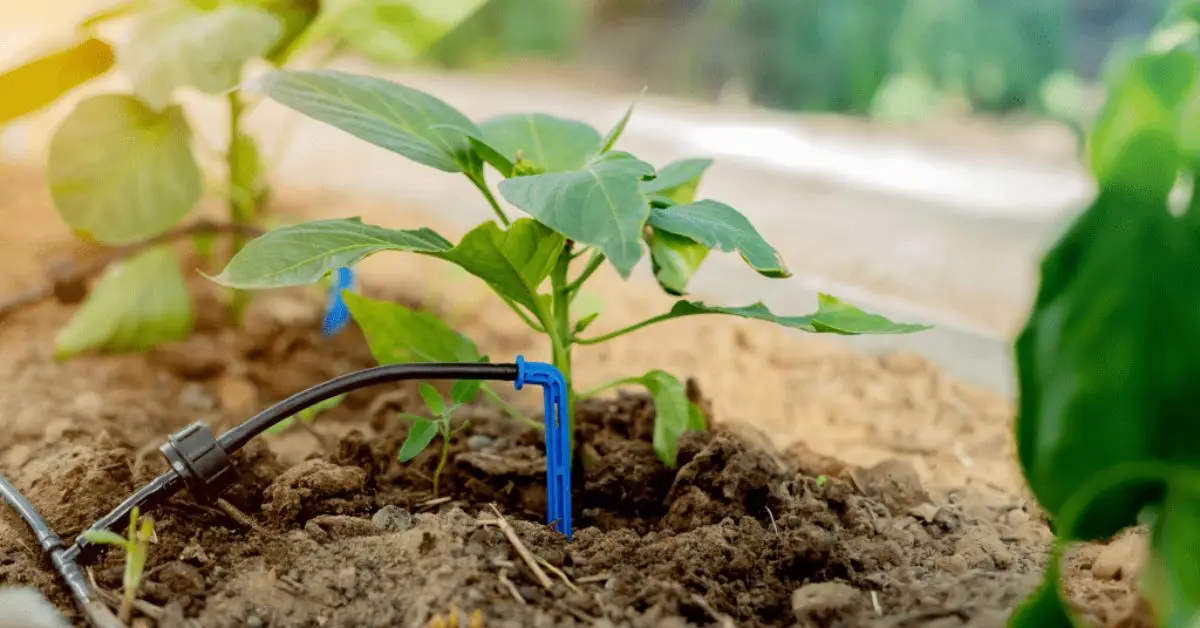 How Plants Really Drink Water