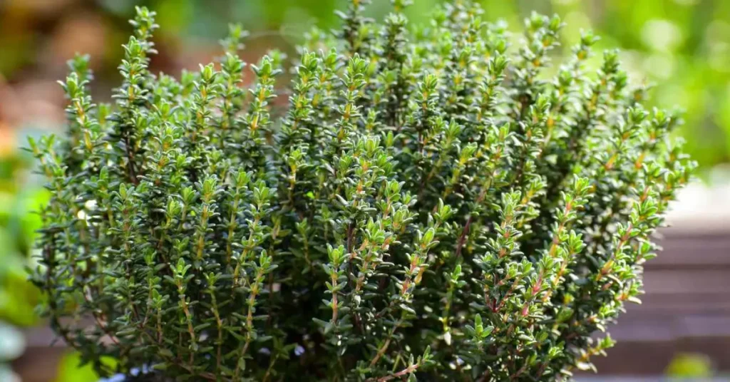 How to Easily Propagate Thyme