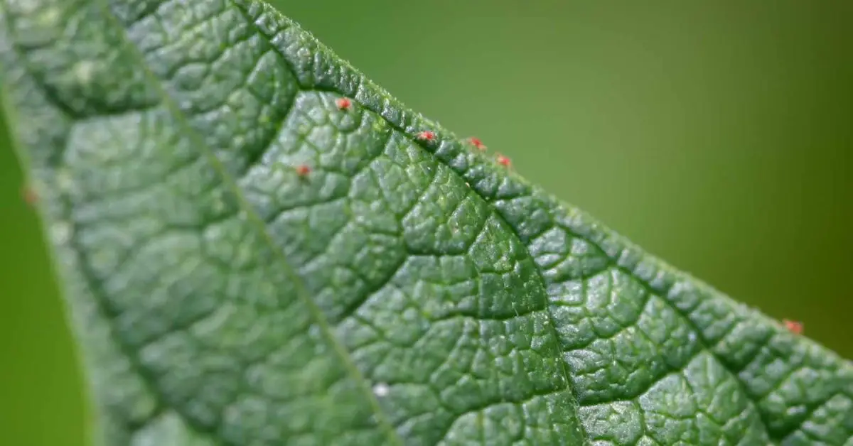How to Effectively Get Rid of Spider Mites