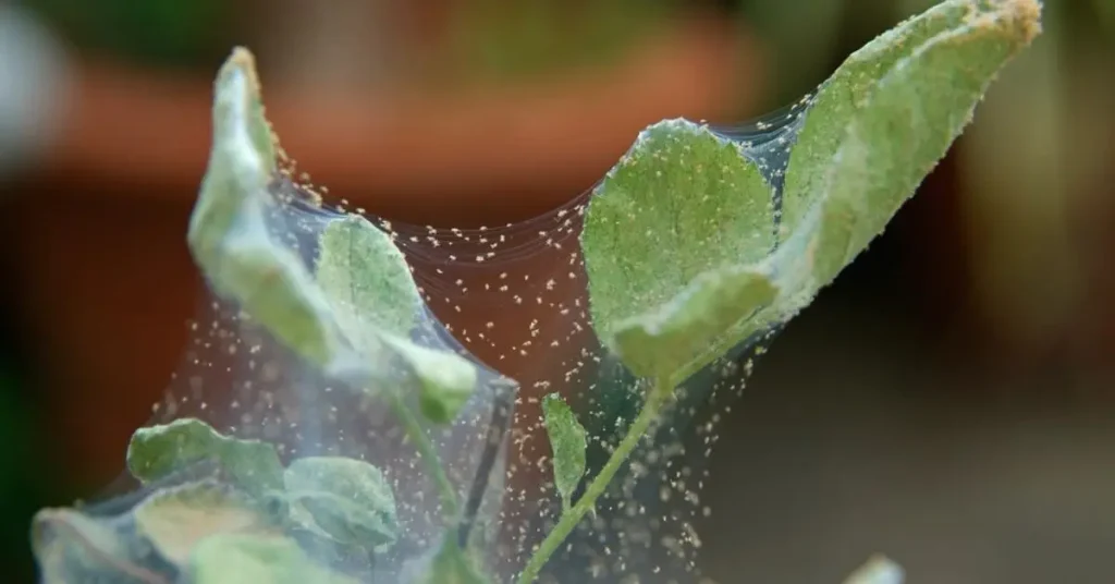 How to Effectively Get Rid of Spider Mites