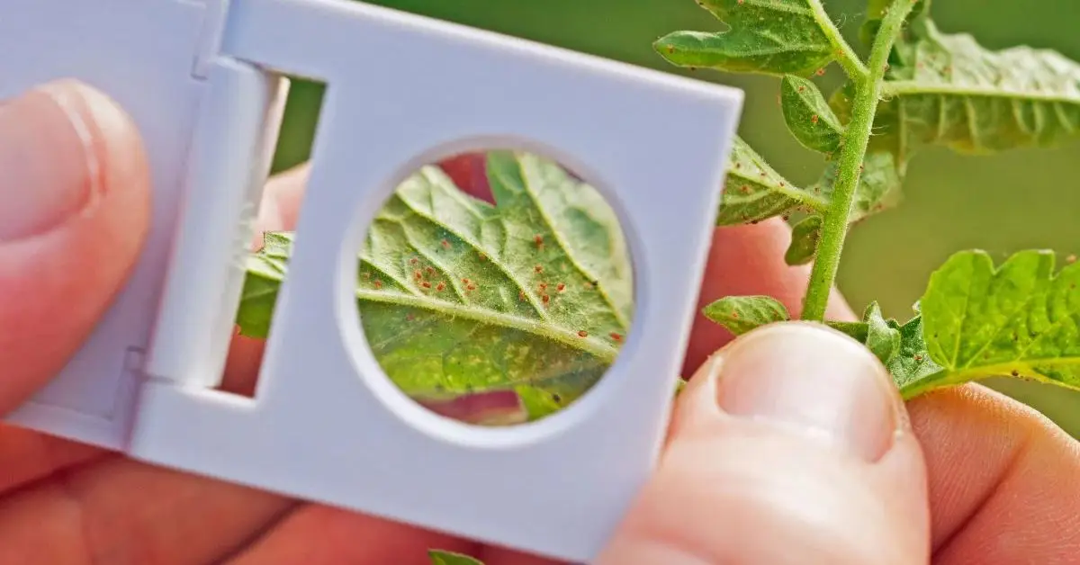 How to Effectively Get Rid of Spider Mites