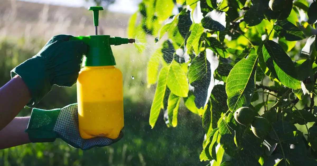 How to Effectively Get Rid of Spider Mites