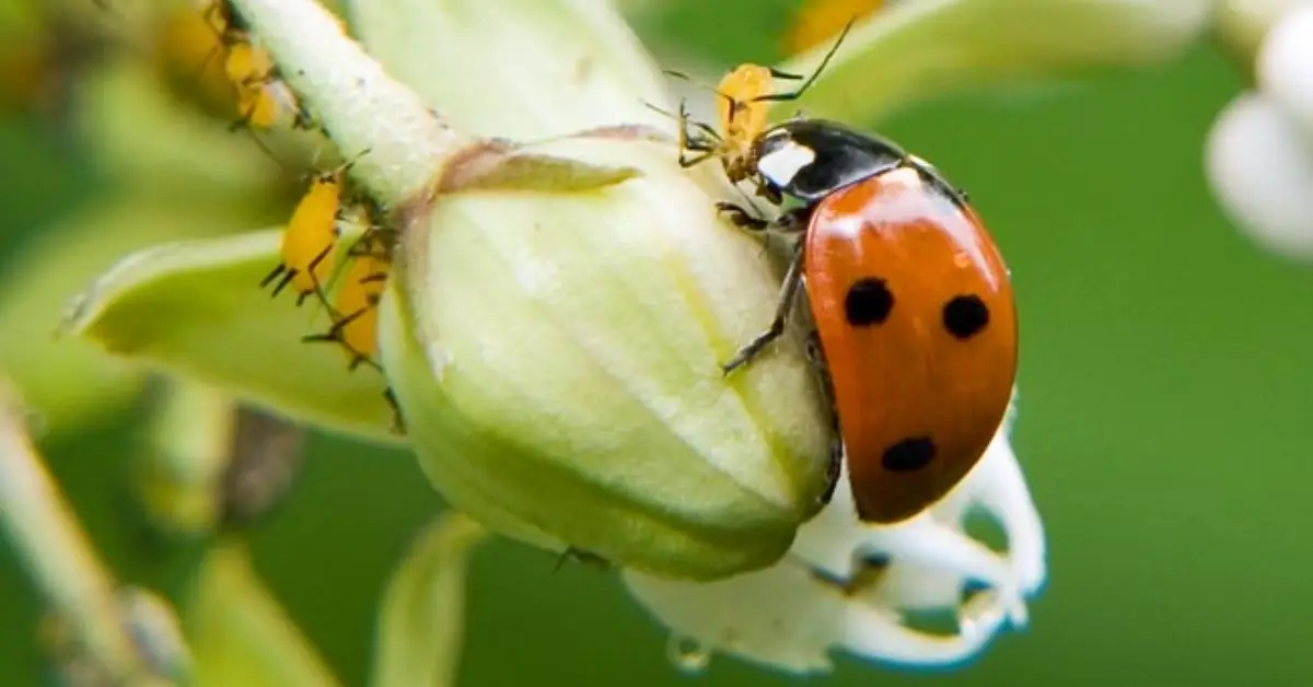 How to Get Ladybugs in Your Yard