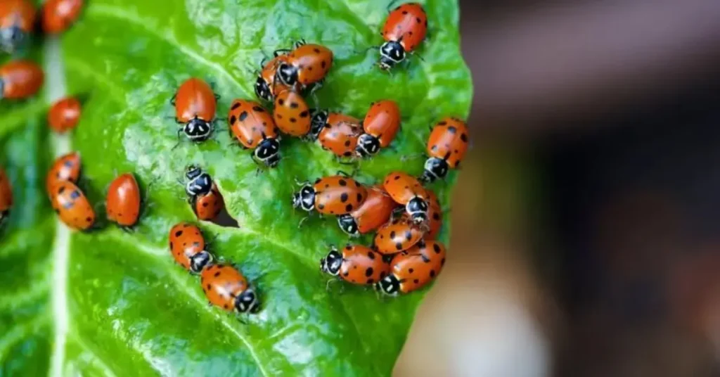 How to Get Ladybugs in Your Yard