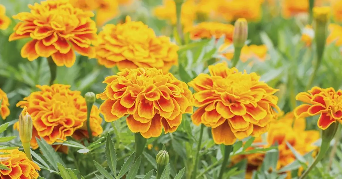 How to Get Ladybugs in Your Yard
