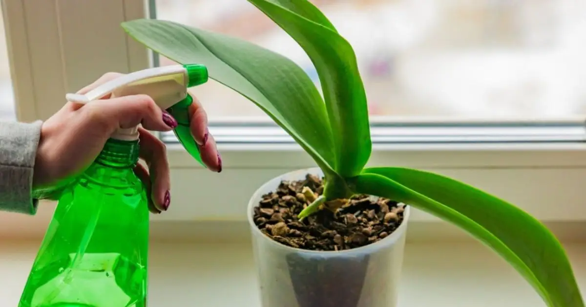 How to Get Rid of Aphids on Houseplants