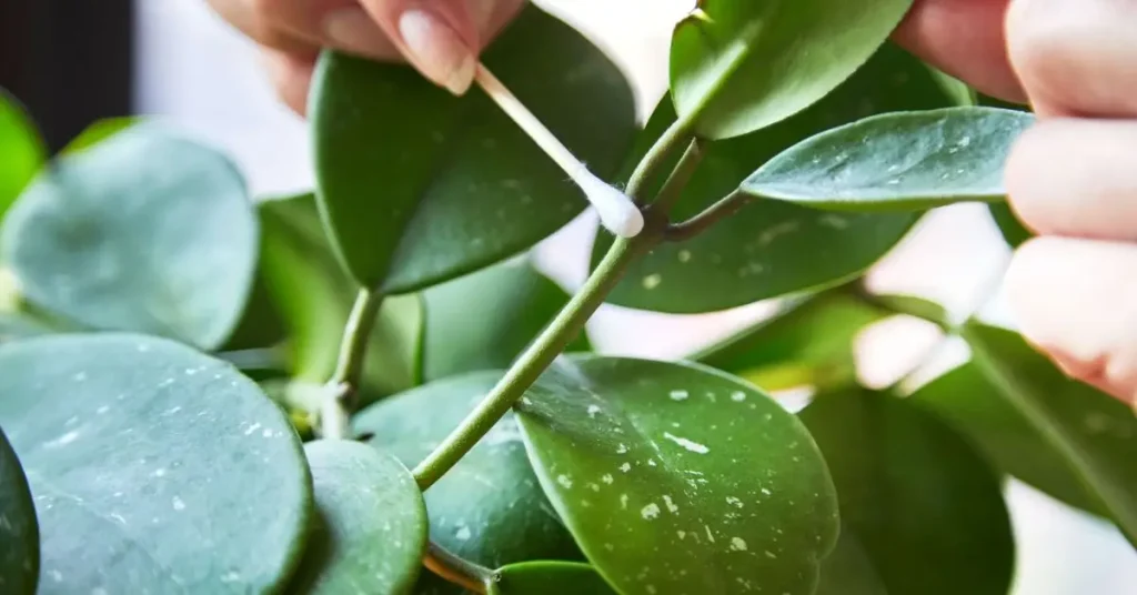 How to Get Rid of Aphids on Houseplants