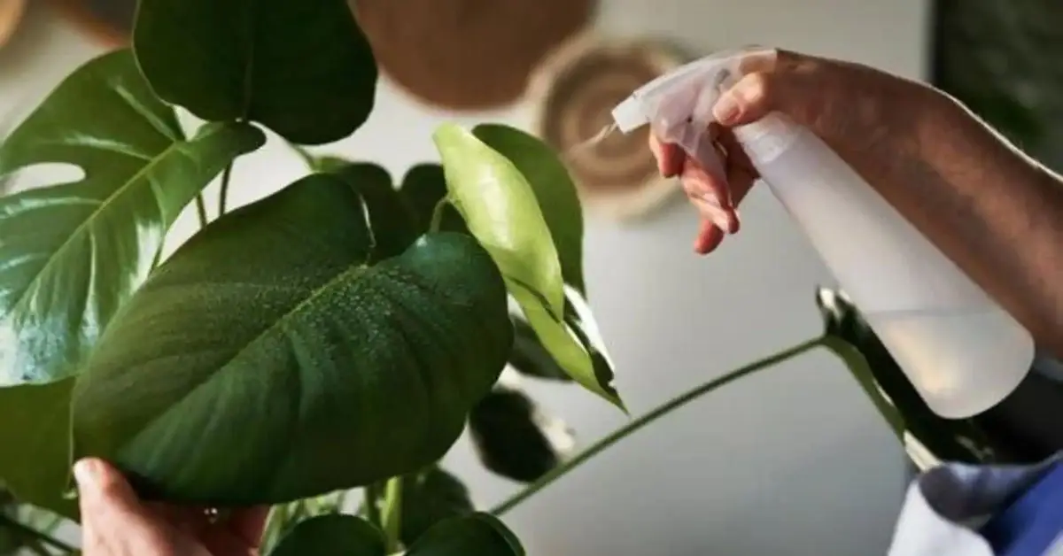 How to Get Rid of Aphids on Houseplants