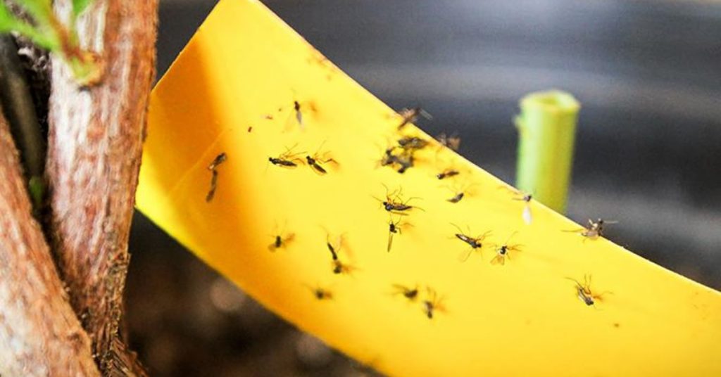 How to Get Rid of Fungus Gnats