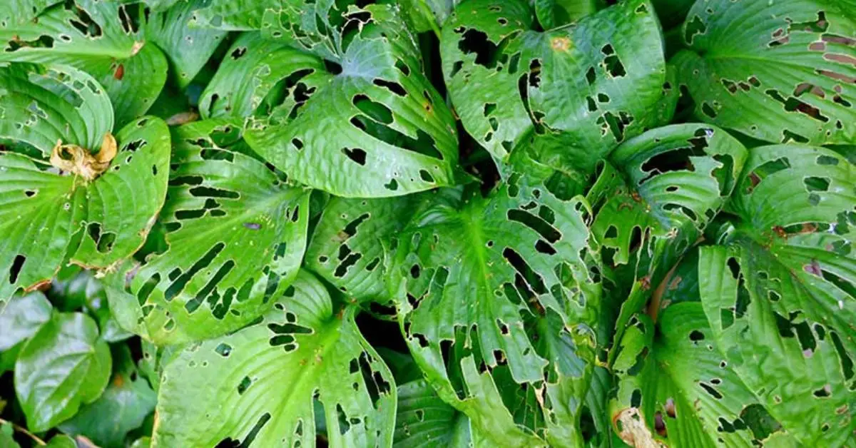 How to Get Rid of Slugs in Your Garden
