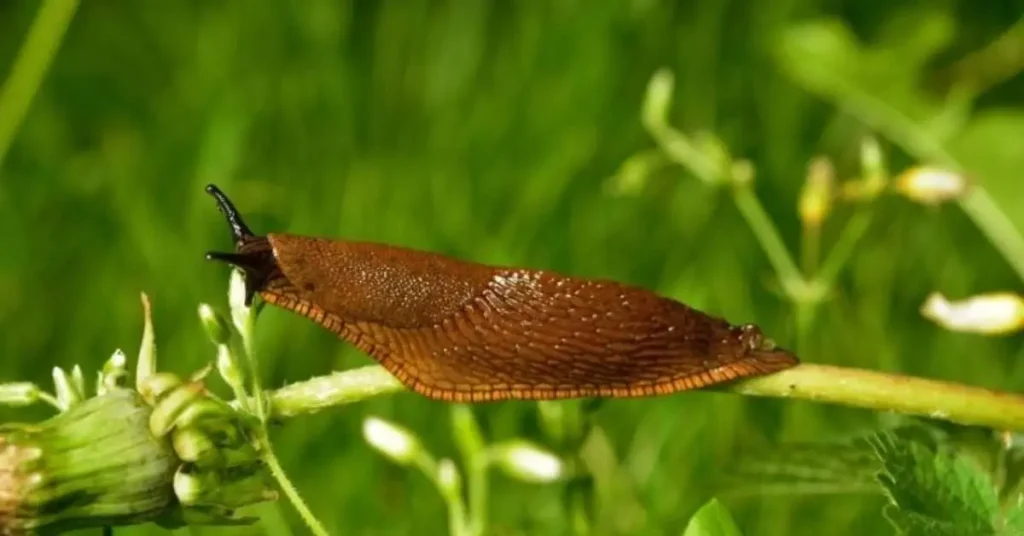 How to Get Rid of Slugs in Your Garden