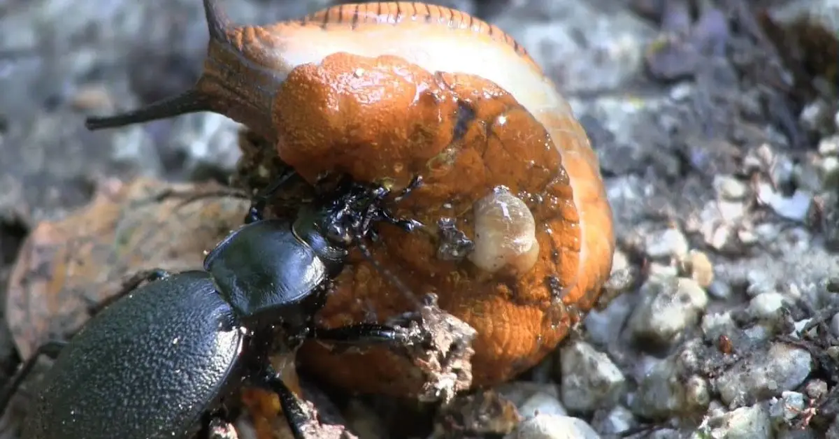 How to Get Rid of Slugs in Your Garden