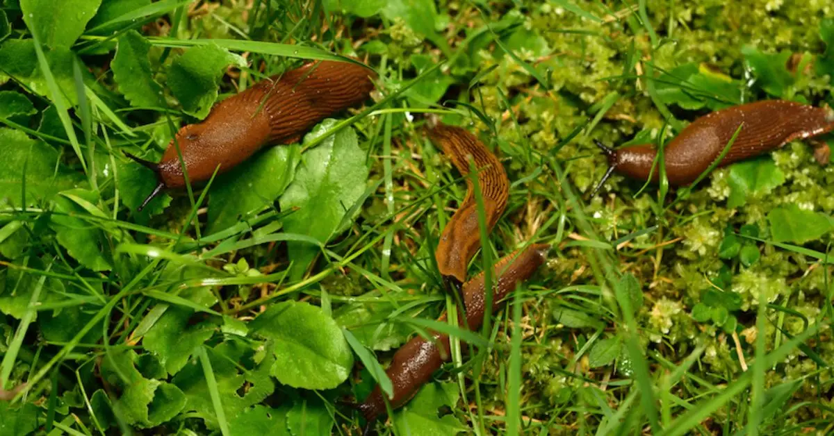 How to Get Rid of Slugs in Your Garden