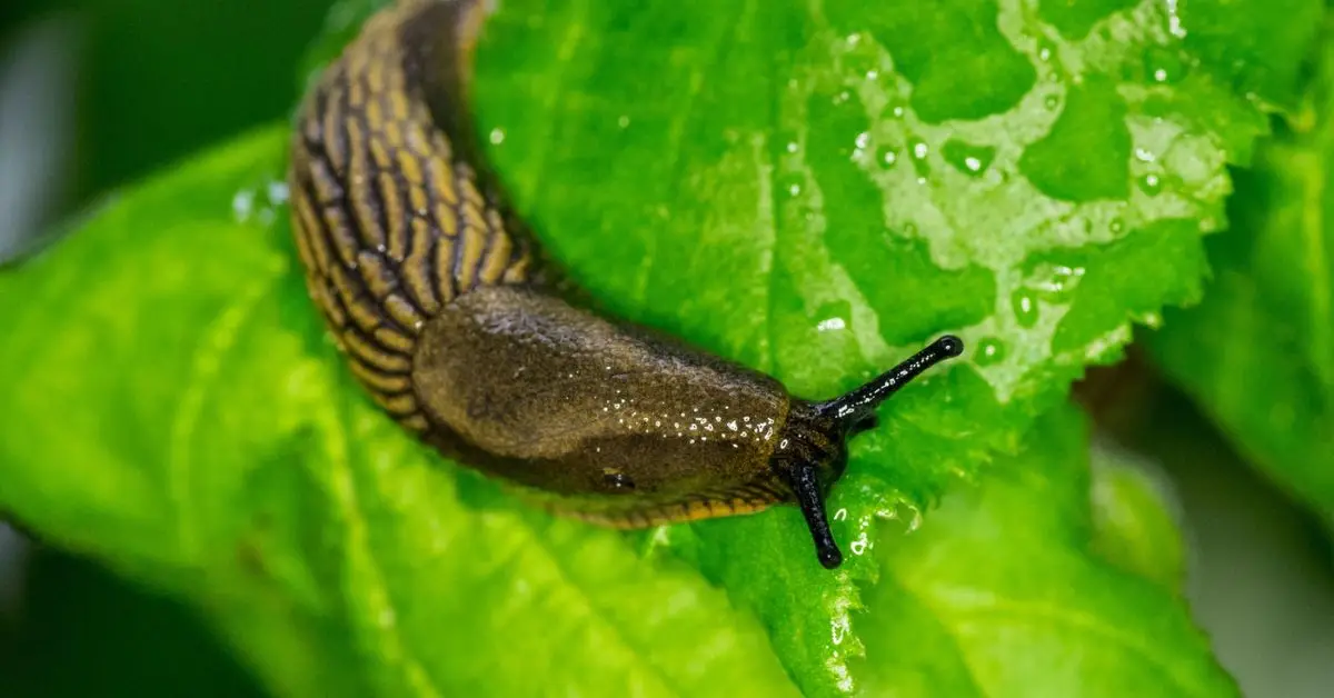 How to Get Rid of Slugs in Your Garden