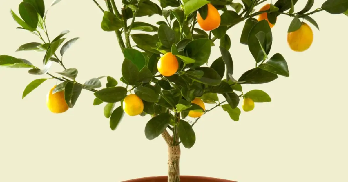 How to Grow Citrus Trees Indoors