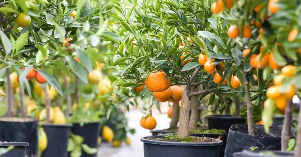 How to Grow Citrus Trees Indoors