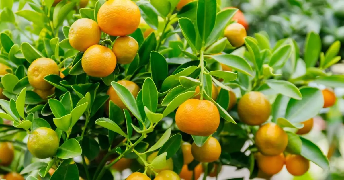 How to Grow Citrus Trees Indoors
