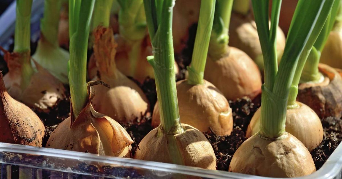 How to Grow Green Onions Easily in Small Spaces
