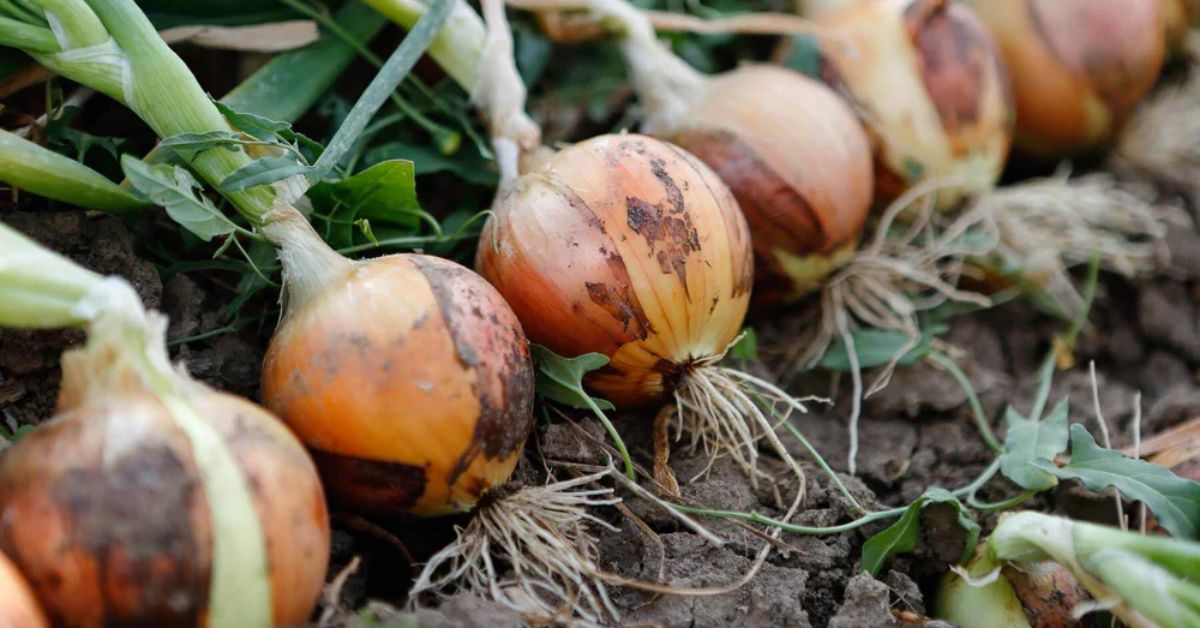 How to Grow Green Onions Easily in Small Spaces