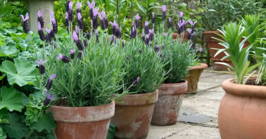 How to Grow Lavender in Pots