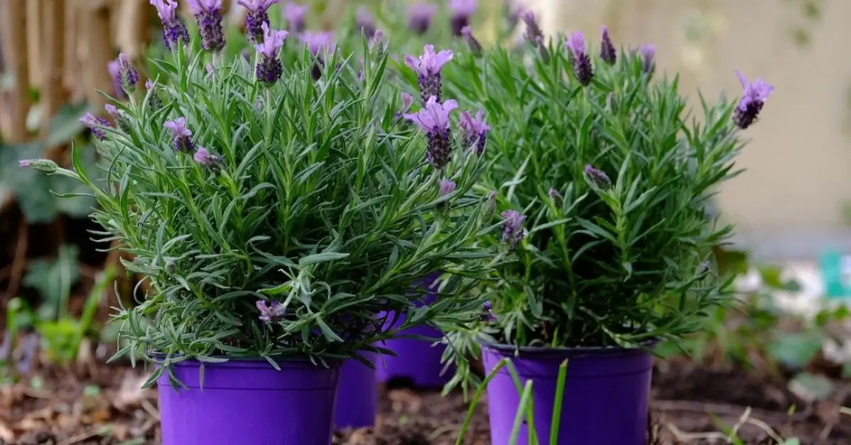 How to Grow Lavender in Shade