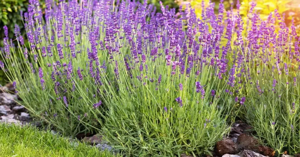 How to Grow Lavender in Shade