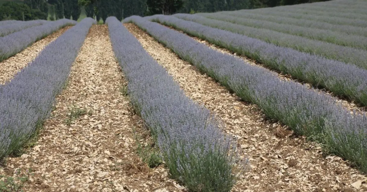 How to Grow Lavender in Shade