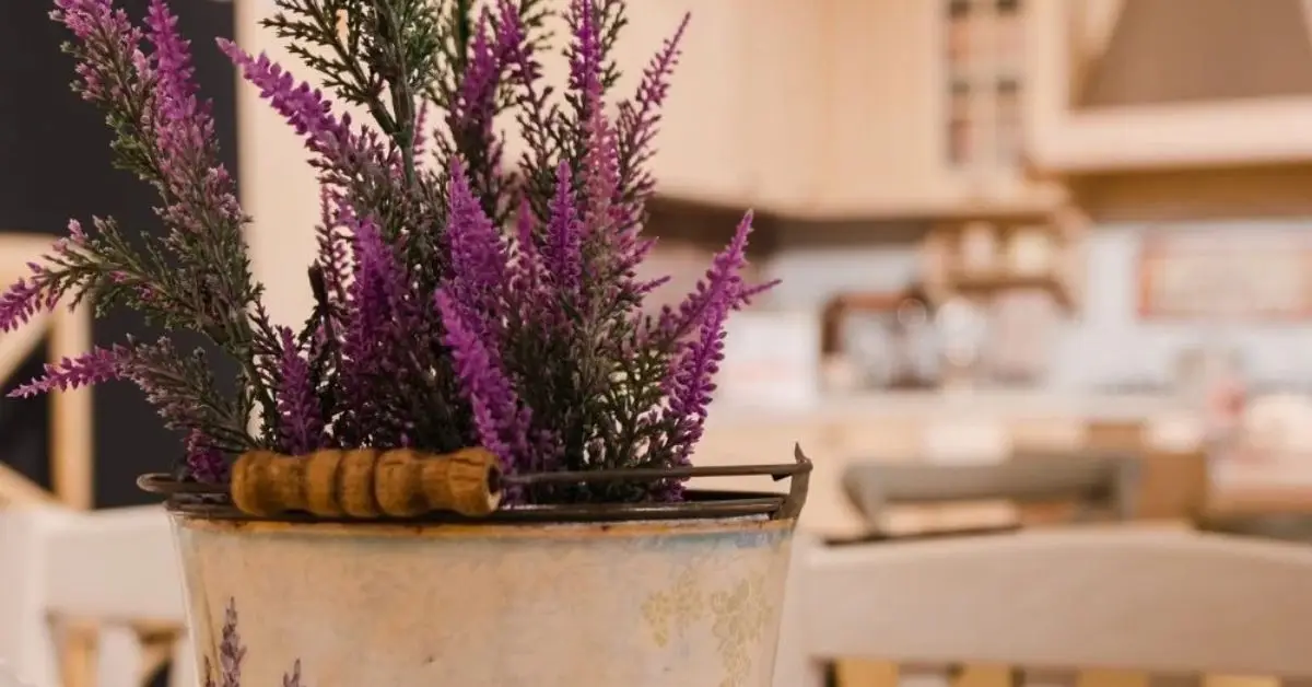 How to Grow Lavender in Shade