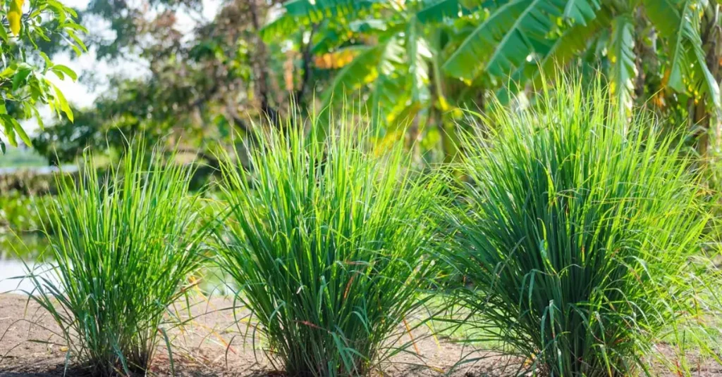 How to Grow Lemongrass