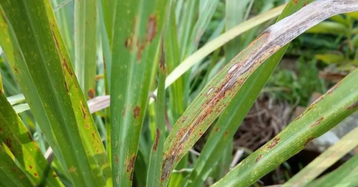 How to Grow Lemongrass