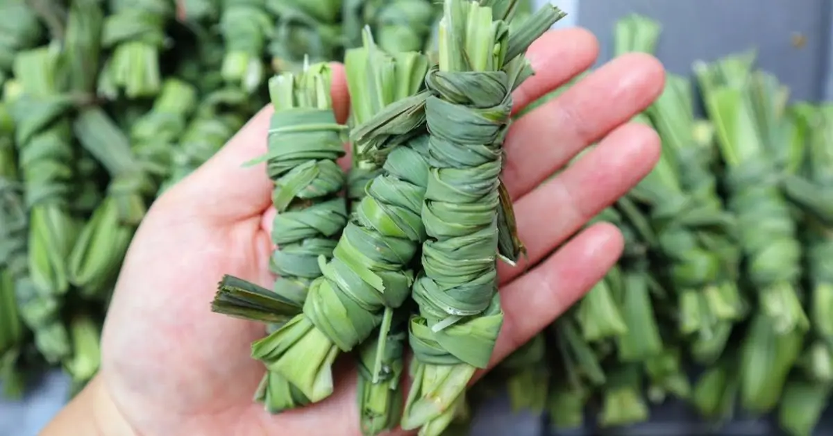 How to Grow Lemongrass