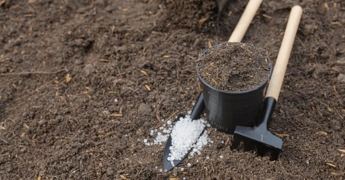 How to Grow Poppies