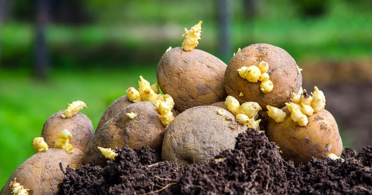 How to Grow Potatoes at Home