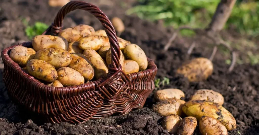 How to Grow Potatoes at Home