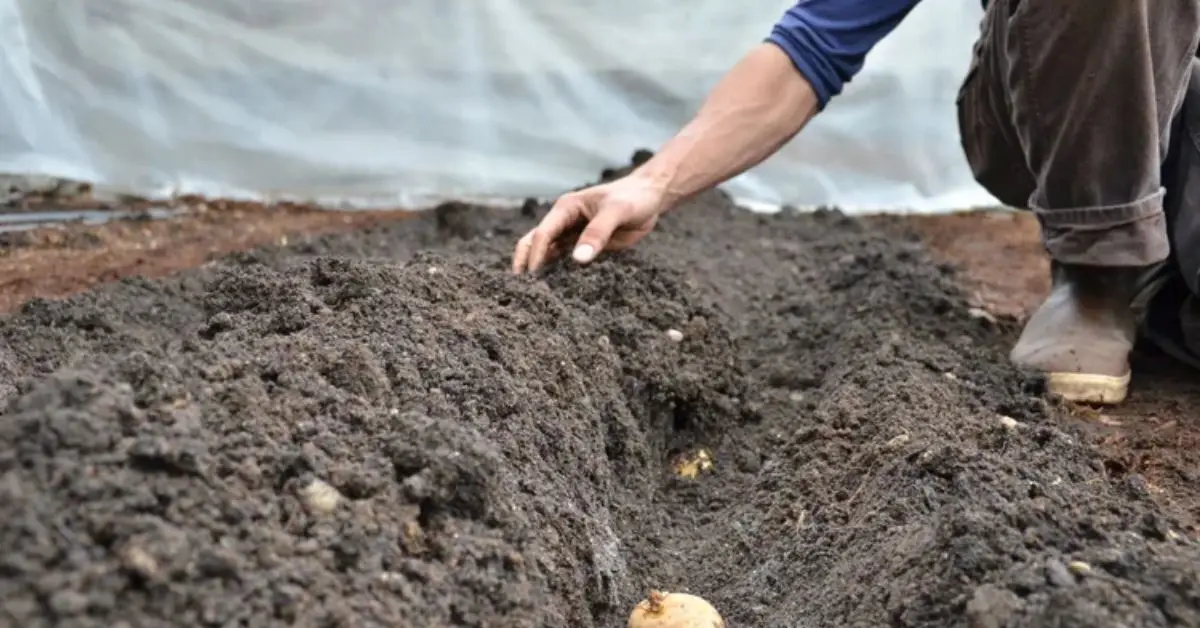 How to Grow Potatoes at Home