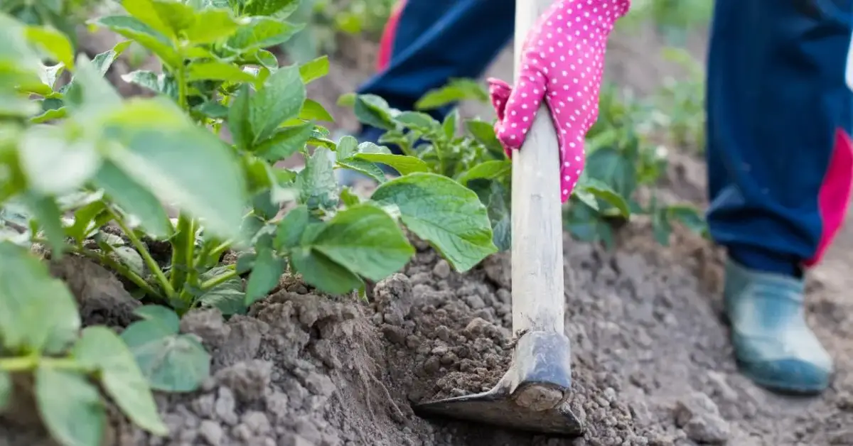 How to Grow Potatoes at Home