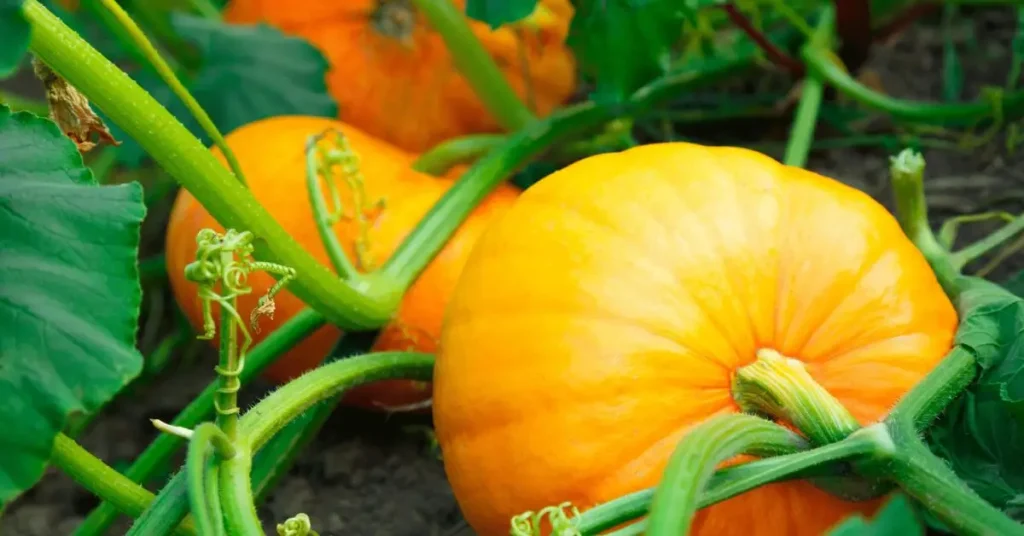 How to Grow Pumpkins