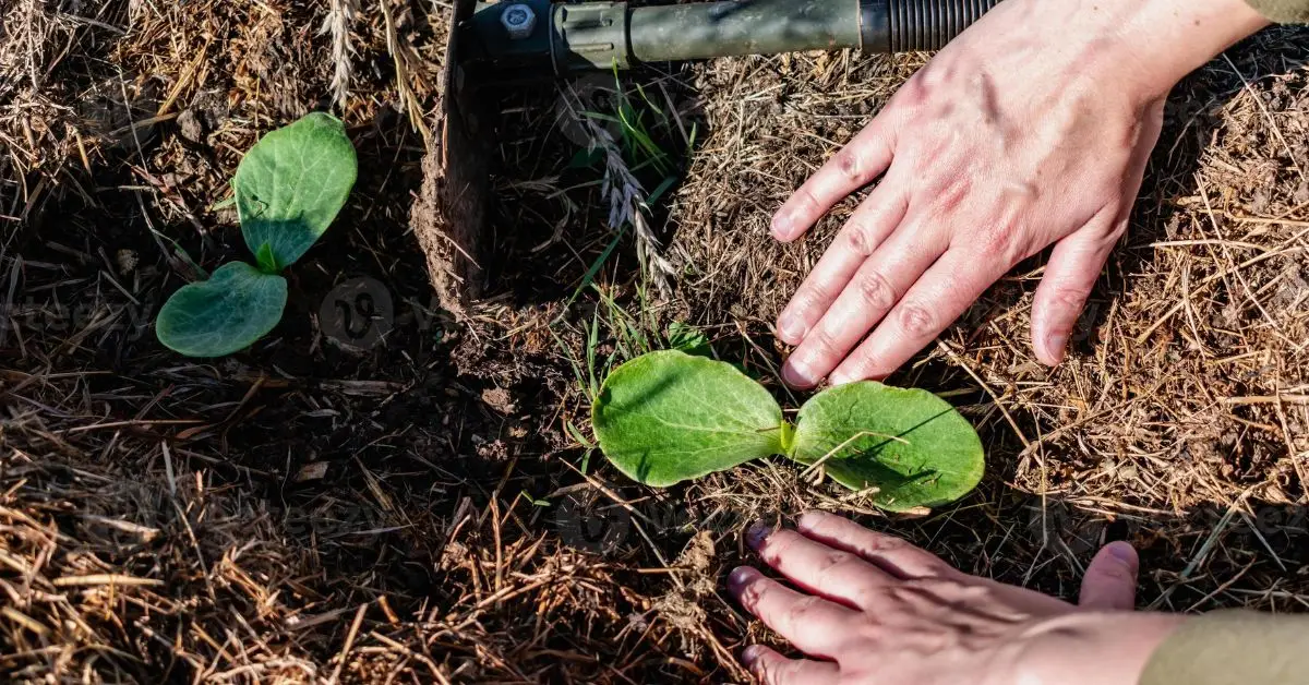 How to Grow Pumpkins