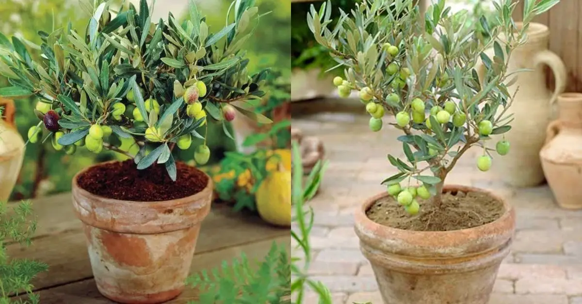 How to Grow an Olive Tree at Home