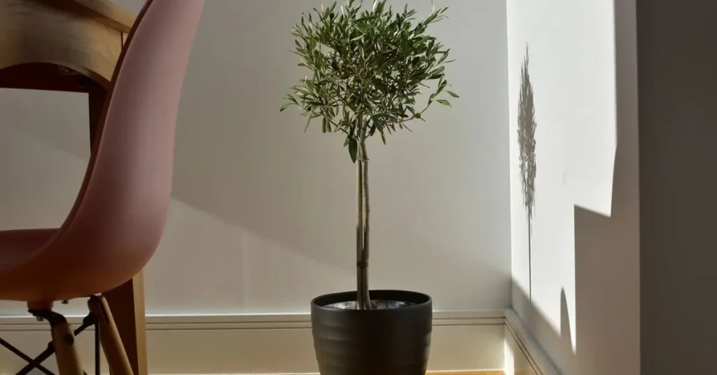 How to Grow an Olive Tree at Home