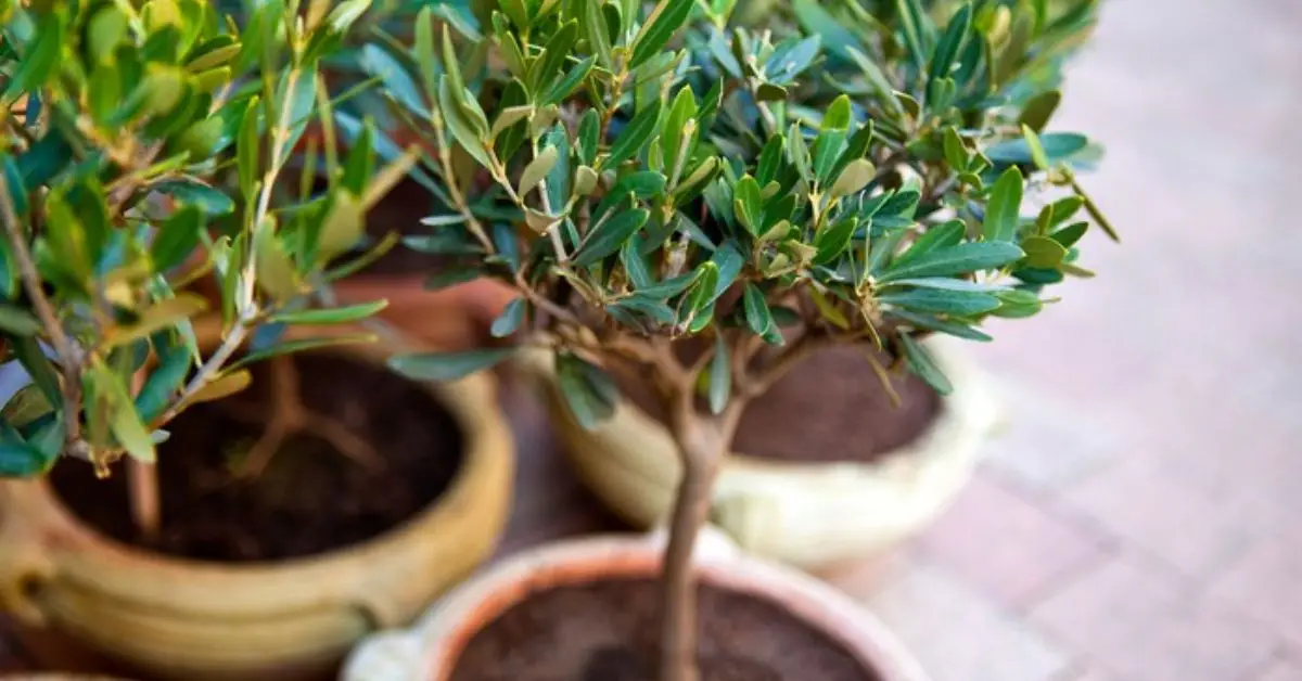How to Grow an Olive Tree at Home